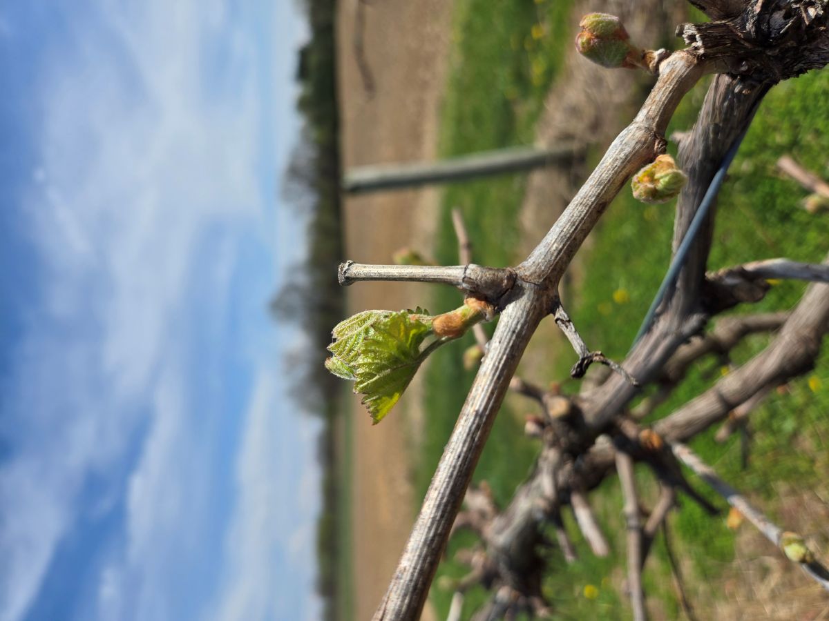 BudBurst050225